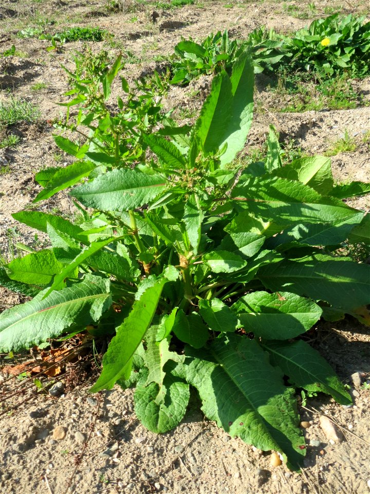 Stumpfblättriger Ampfer (Rumex obtusifolius) auf einer Brachfläche am Messplatz in Hockenheim