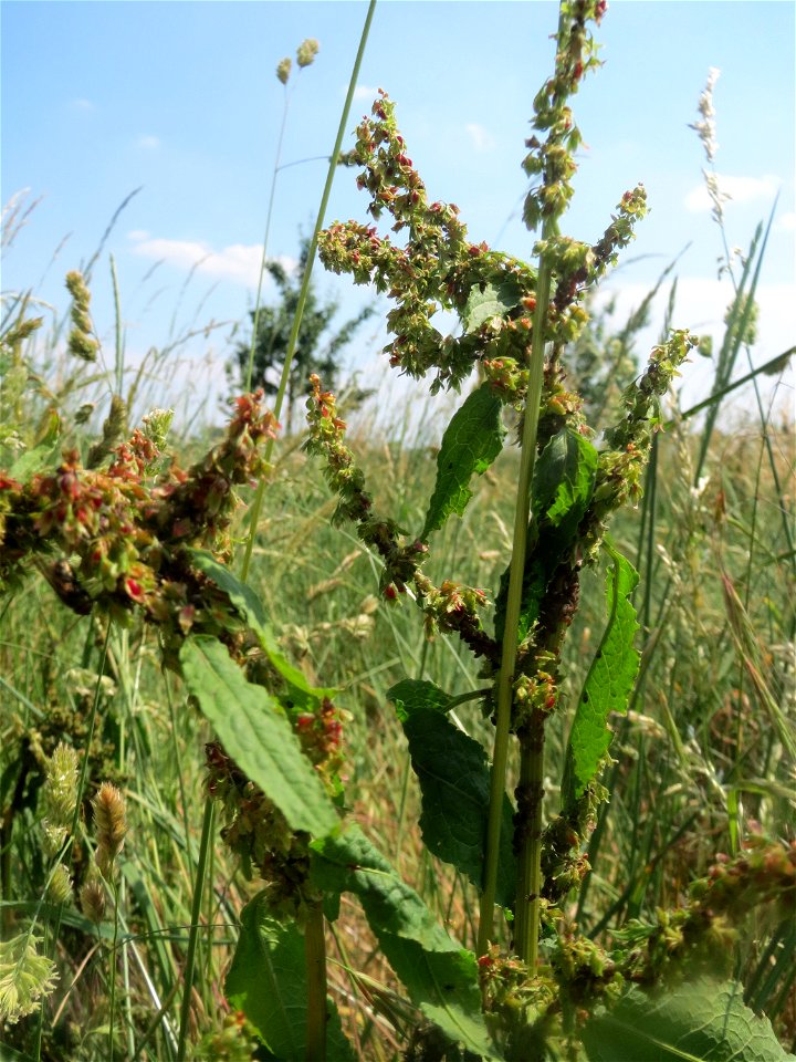 Stumpfblättriger Ampfer (Rumex obtusifolius) beim Insultheimer Hof im Landschaftsschutzgebiet „Hockenheimer Rheinbogen“