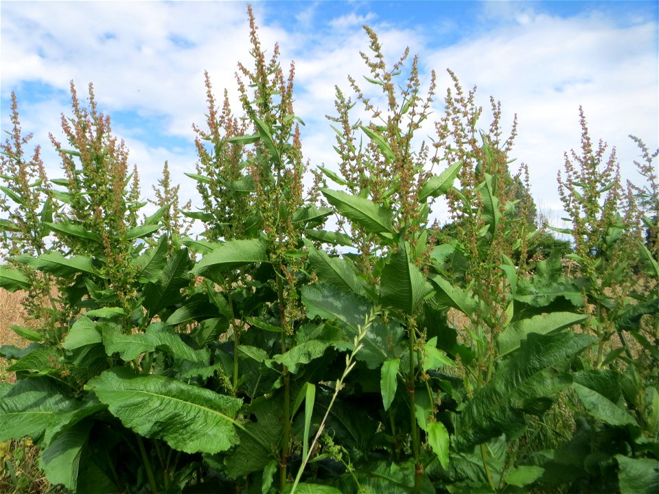 Stumpfblättriger Ampfer (Rumex obtusifolius) auf einer Wiese zum Schutz der Haubenlerche am Stadtrand von Hockenheim