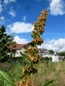 Stumpfblättriger Ampfer (Rumex obtusifolius) auf einer Brachfläche am Messplatz in Hockenheim
