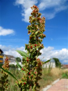 Stumpfblättriger Ampfer (Rumex obtusifolius) auf einer Brachfläche am Messplatz in Hockenheim