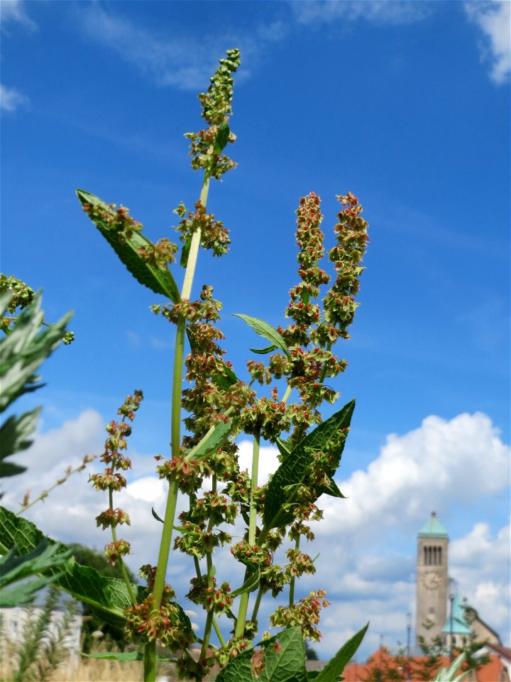 Stumpfblättriger Ampfer (Rumex obtusifolius) auf einer Brachfläche am Messplatz in Hockenheim