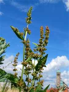 Stumpfblättriger Ampfer (Rumex obtusifolius) auf einer Brachfläche am Messplatz in Hockenheim
