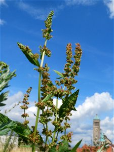 Stumpfblättriger Ampfer (Rumex obtusifolius) auf einer Brachfläche am Messplatz in Hockenheim photo