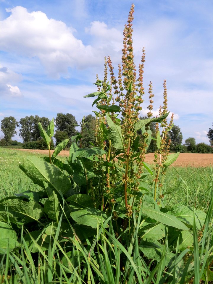 Stumpfblättriger Ampfer (Rumex obtusifolius) bei Reilingen
