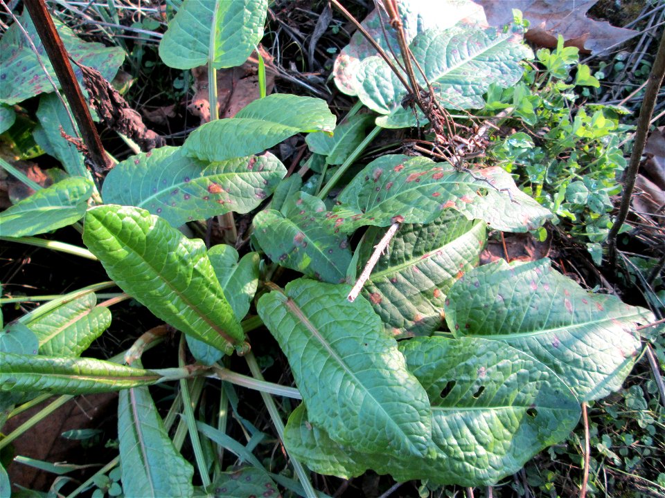 Grundblätter vom Stumpfblättrigen Ampfer (Rumex obtusifolius) auf einer Brachfläche am Messplatz in Hockenheim mit Pilzbefall aus dem Cercospora rumicis-Komplex