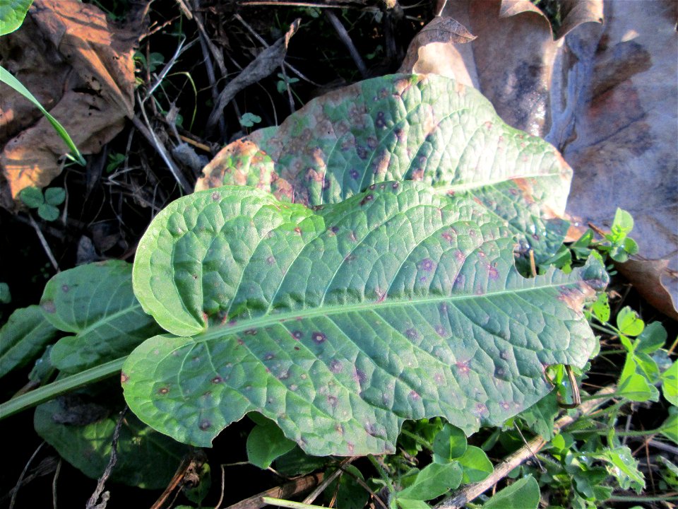 Grundblätter vom Stumpfblättrigen Ampfer (Rumex obtusifolius) auf einer Brachfläche am Messplatz in Hockenheim mit Pilzbefall aus dem Cercospora rumicis-Komplex