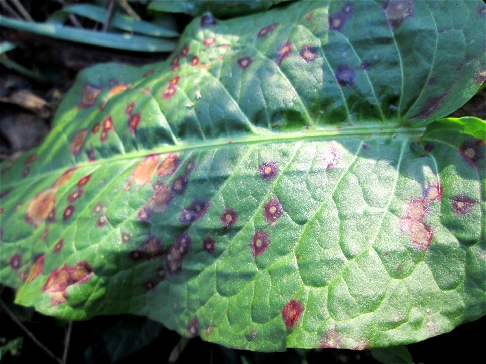 Grundblätter vom Stumpfblättrigen Ampfer (Rumex obtusifolius) auf einer Brachfläche am Messplatz in Hockenheim mit Pilzbefall aus dem Cercospora rumicis-Komplex photo