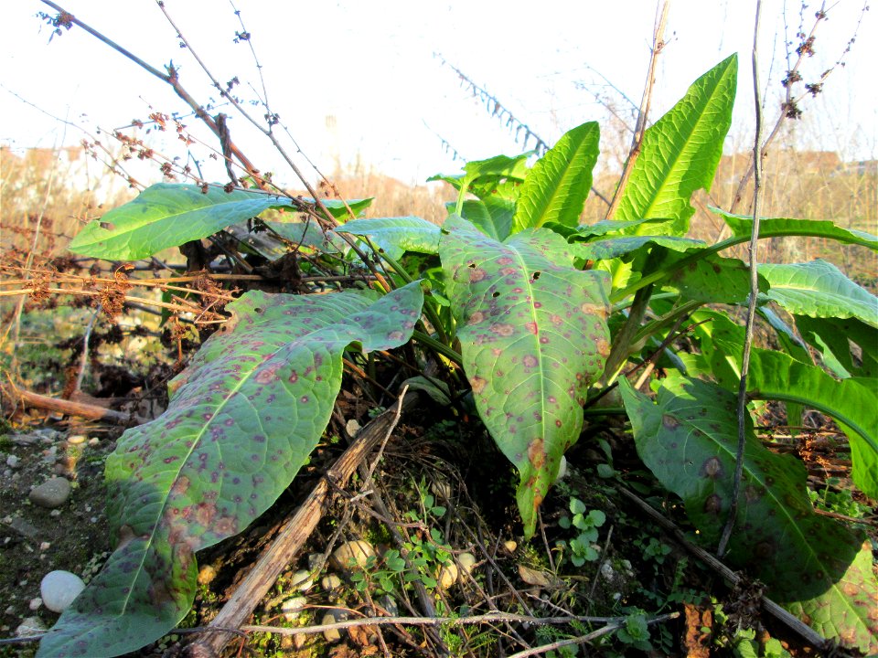 Grundblätter vom Stumpfblättrigen Ampfer (Rumex obtusifolius) auf einer Brachfläche am Messplatz in Hockenheim mit Pilzbefall aus dem Cercospora rumicis-Komplex