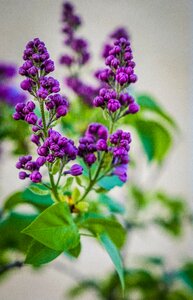 Nature summer engine