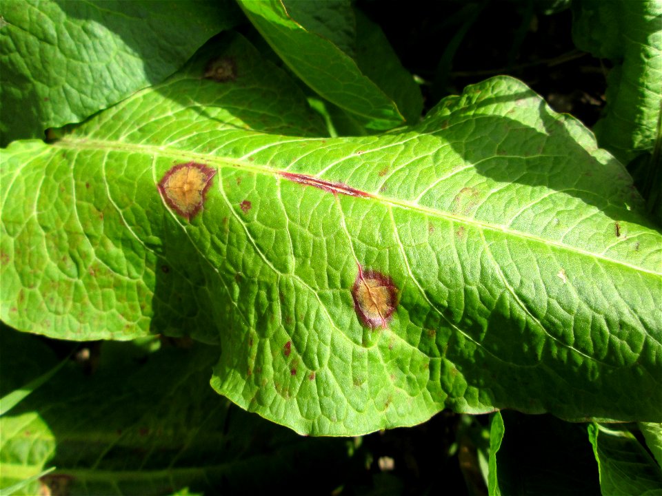 Grundblätter vom Stumpfblättrigen Ampfer (Rumex obtusifolius) in Hockenheim-Talhaus