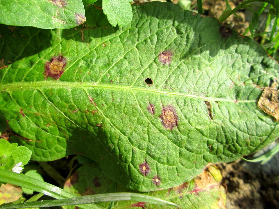 Grundblätter vom Stumpfblättrigen Ampfer (Rumex obtusifolius) in Hockenheim-Talhaus