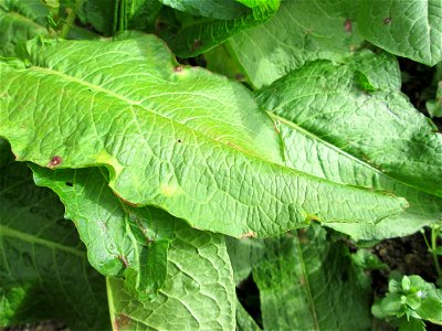Grundblätter vom Stumpfblättrigen Ampfer (Rumex obtusifolius) in Hockenheim-Talhaus