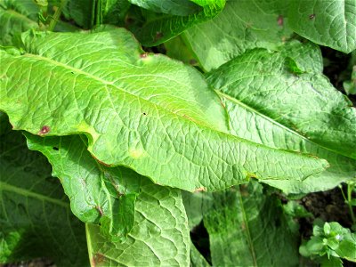 Grundblätter vom Stumpfblättrigen Ampfer (Rumex obtusifolius) in Hockenheim-Talhaus photo