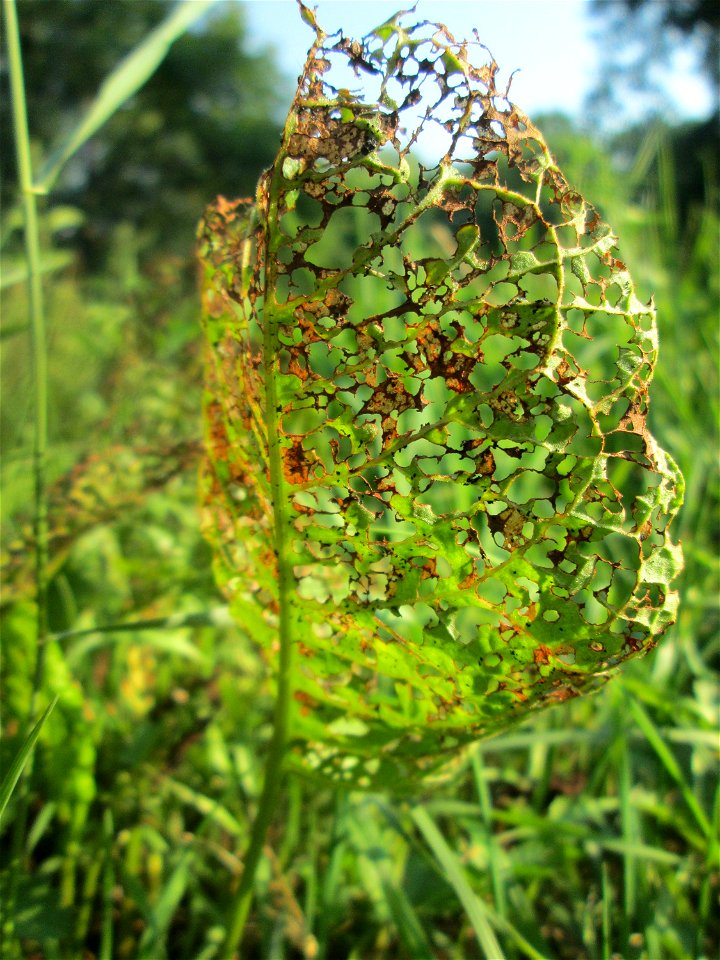 Völlig zerfressene Blätter vom Stumpfblättrigen Ampfer (Rumex obtusifolius) an der Saar in Saarbrücken