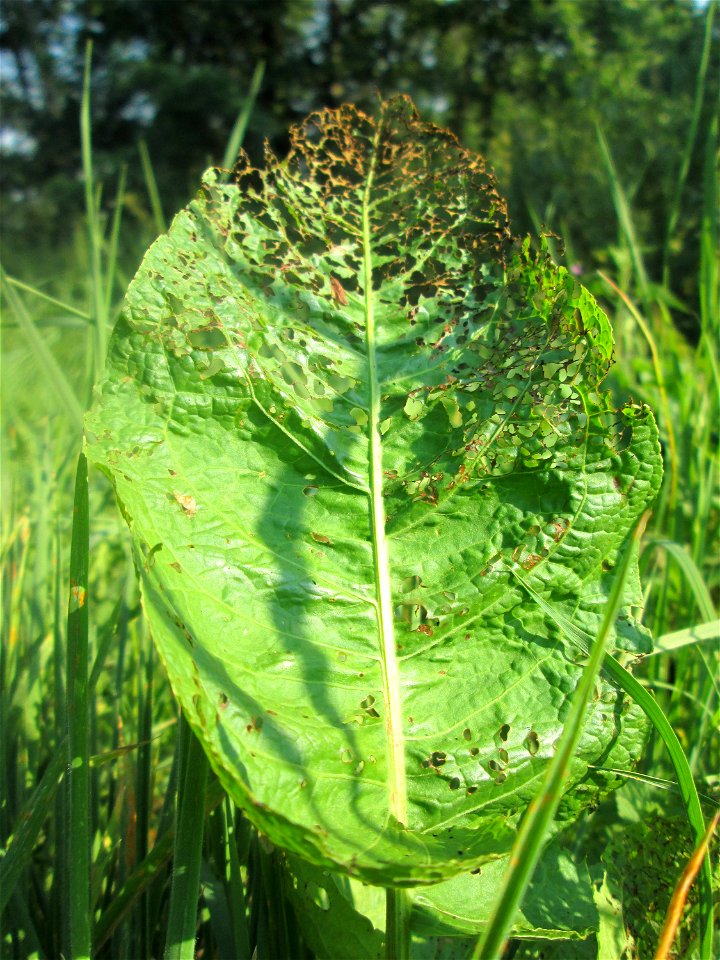 Völlig zerfressene Blätter vom Stumpfblättrigen Ampfer (Rumex obtusifolius) an der Saar in Saarbrücken
