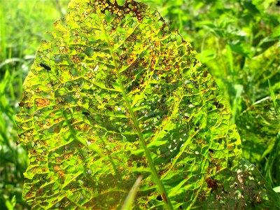 Völlig zerfressene Blätter vom Stumpfblättrigen Ampfer (Rumex obtusifolius) an der Saar in Saarbrücken