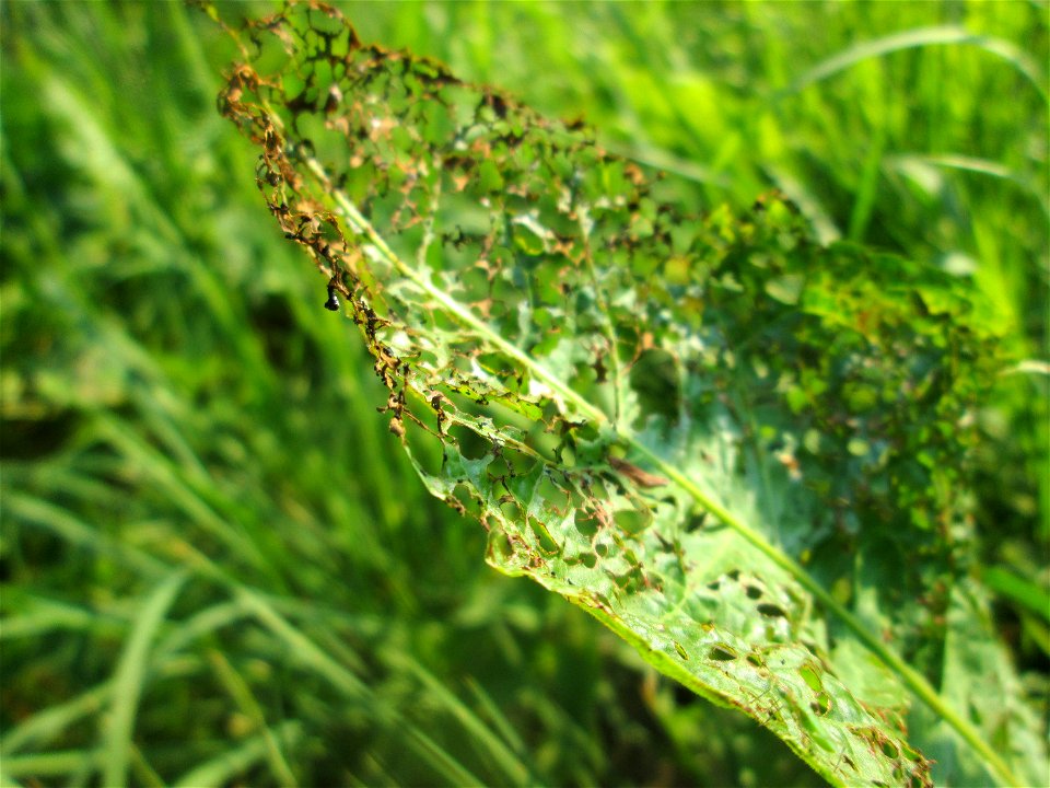 Völlig zerfressene Blätter vom Stumpfblättrigen Ampfer (Rumex obtusifolius) an der Saar in Saarbrücken