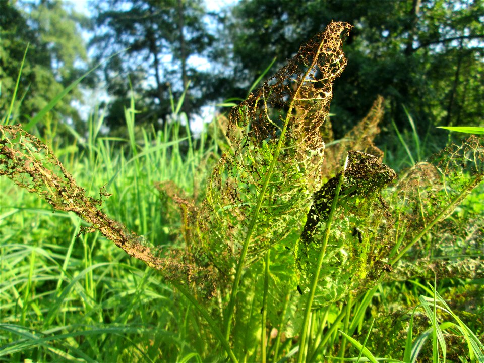 Völlig zerfressene Blätter vom Stumpfblättrigen Ampfer (Rumex obtusifolius) an der Saar in Saarbrücken