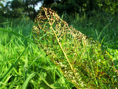 Völlig zerfressene Blätter vom Stumpfblättrigen Ampfer (Rumex obtusifolius) an der Saar in Saarbrücken