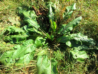 Grundblätter vom Stumpfblättrigen Ampfer (Rumex obtusifolius) auf einer Extensiv-Fläche im Gartenschaupark Hockenheim