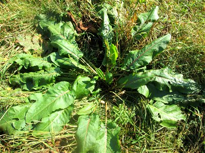 Grundblätter vom Stumpfblättrigen Ampfer (Rumex obtusifolius) auf einer Extensiv-Fläche im Gartenschaupark Hockenheim photo