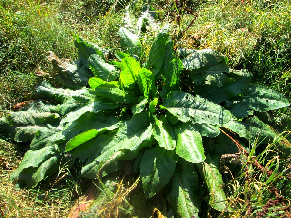 Grundblätter vom Stumpfblättrigen Ampfer (Rumex obtusifolius) auf einer Extensiv-Fläche im Gartenschaupark Hockenheim