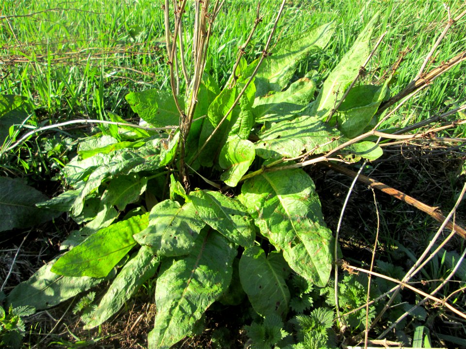 Grundblätter vom Stumpfblättrigen Ampfer (Rumex obtusifolius) im Hockenheimer Rheinbogen