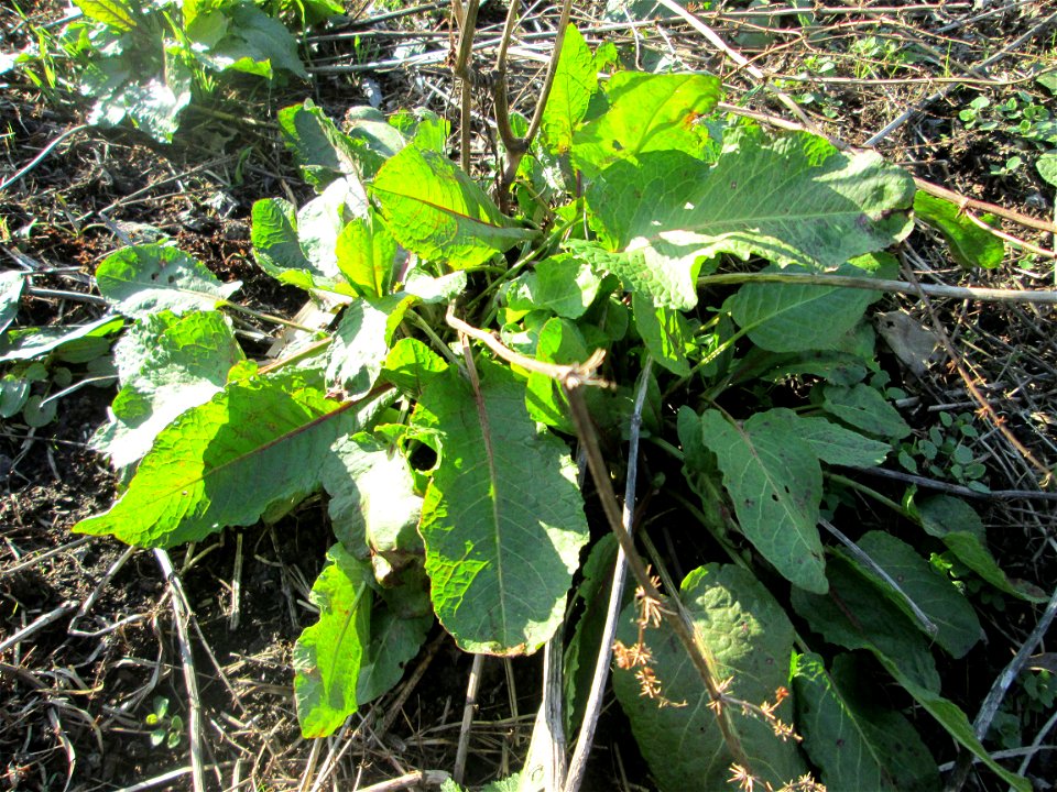 Grundblätter vom Stumpfblättrigen Ampfer (Rumex obtusifolius) im Hockenheimer Rheinbogen