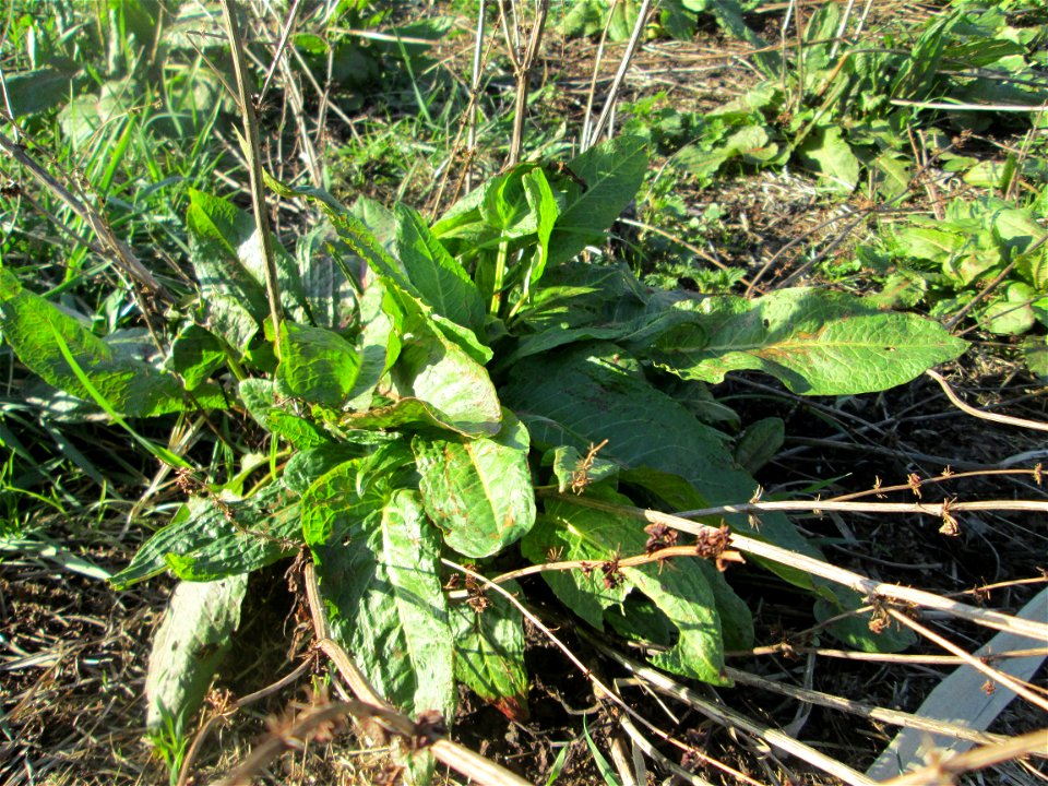 Grundblätter vom Stumpfblättrigen Ampfer (Rumex obtusifolius) im Hockenheimer Rheinbogen