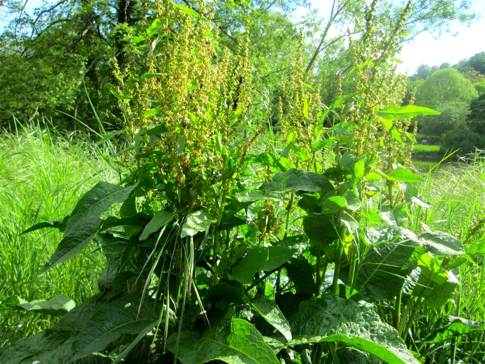 Stumpfblättriger Ampfer (Rumex obtusifolius) an der Saar in Saarbrücken