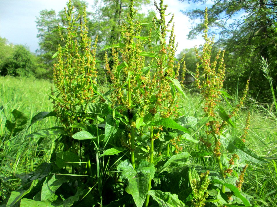 Stumpfblättriger Ampfer (Rumex obtusifolius) an der Saar in Saarbrücken