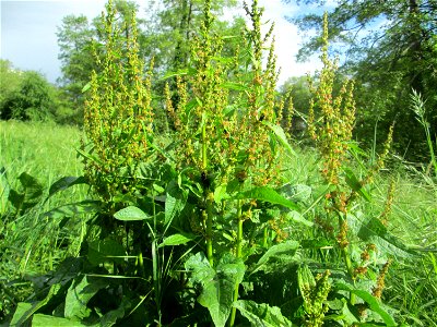 Stumpfblättriger Ampfer (Rumex obtusifolius) an der Saar in Saarbrücken