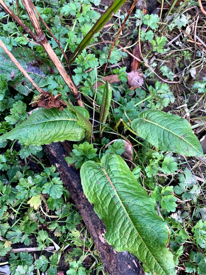 broad-leaved dock (Rumex obtusifolius)