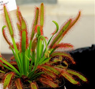 Plant Drosera capensis on Exhibition of Carnivorous plants in the Botanical Gardens of Charles University, 10. - 19.06.2016 Prague, Czech Republic
