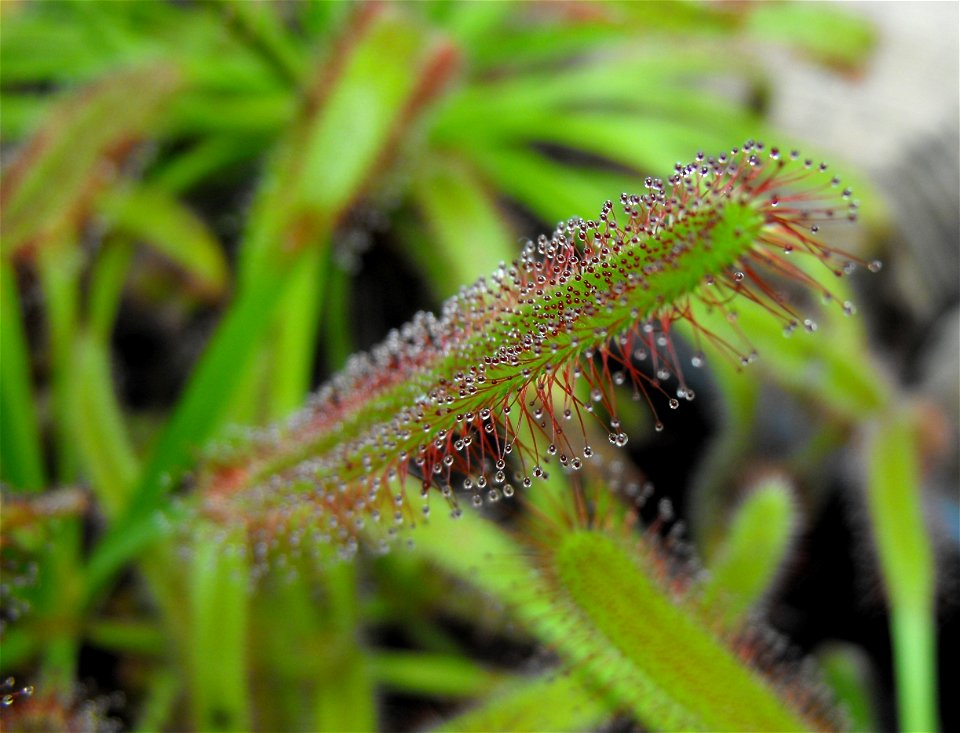 Drosera capensis at the Huntington Library & Botanical Gardens in San Marino, California, USA. Identified by sign.