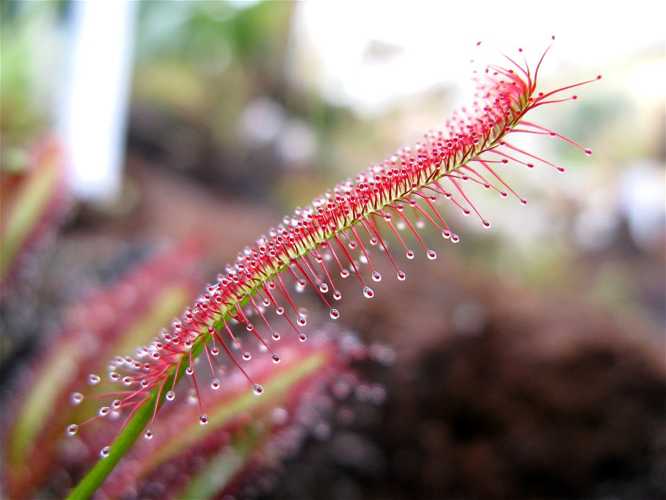 sundew (Drosera capensis).