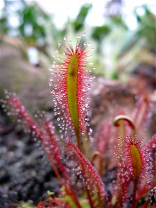 sundew (Drosera capensis)