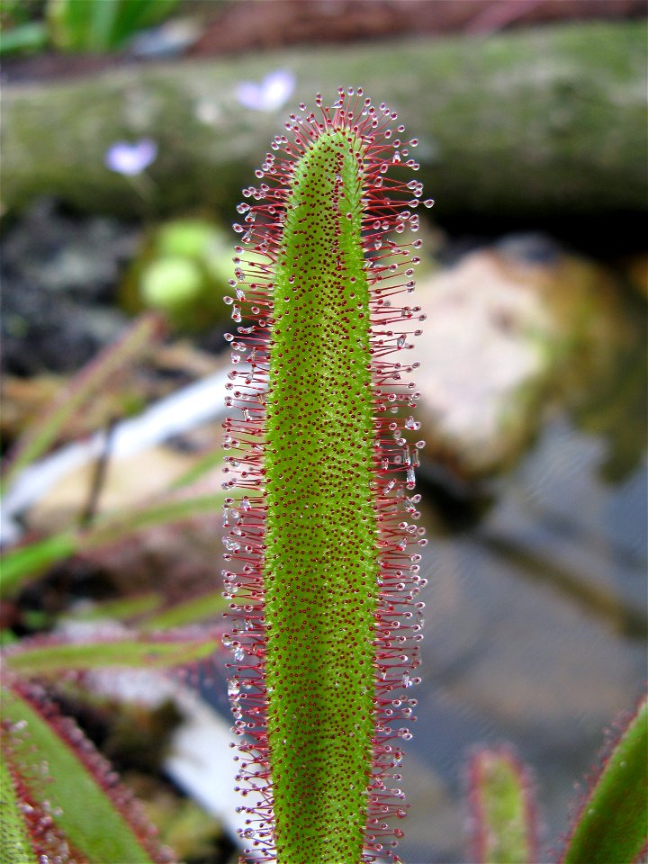 sundew (Drosera capensis)