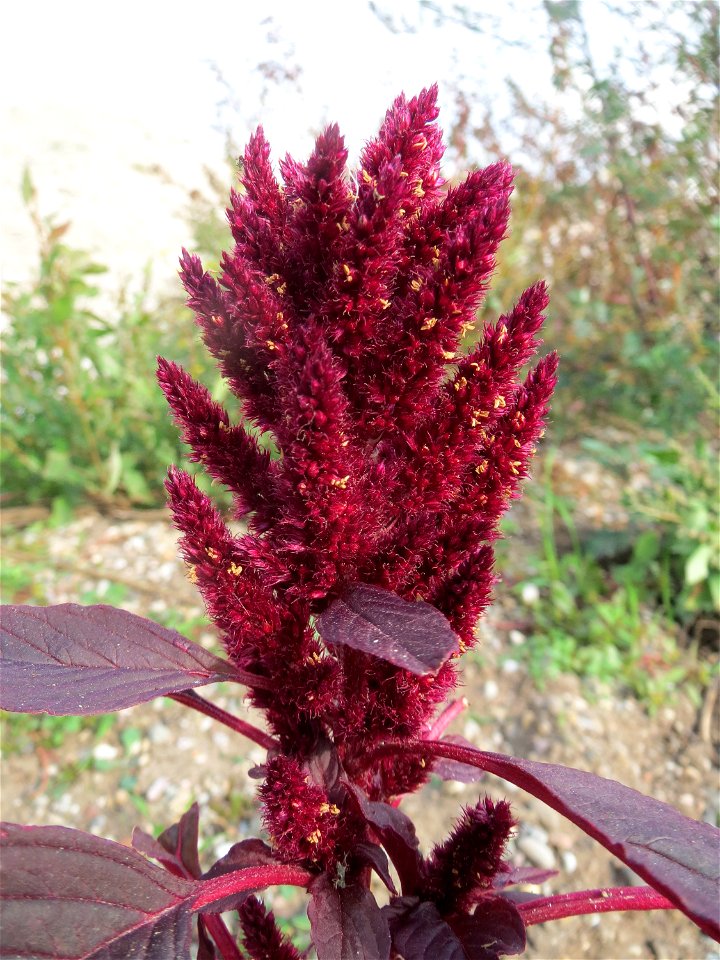 Rispen-Fuchsschwanz (Amaranthus cruentus) in Hockenheim-Talhaus