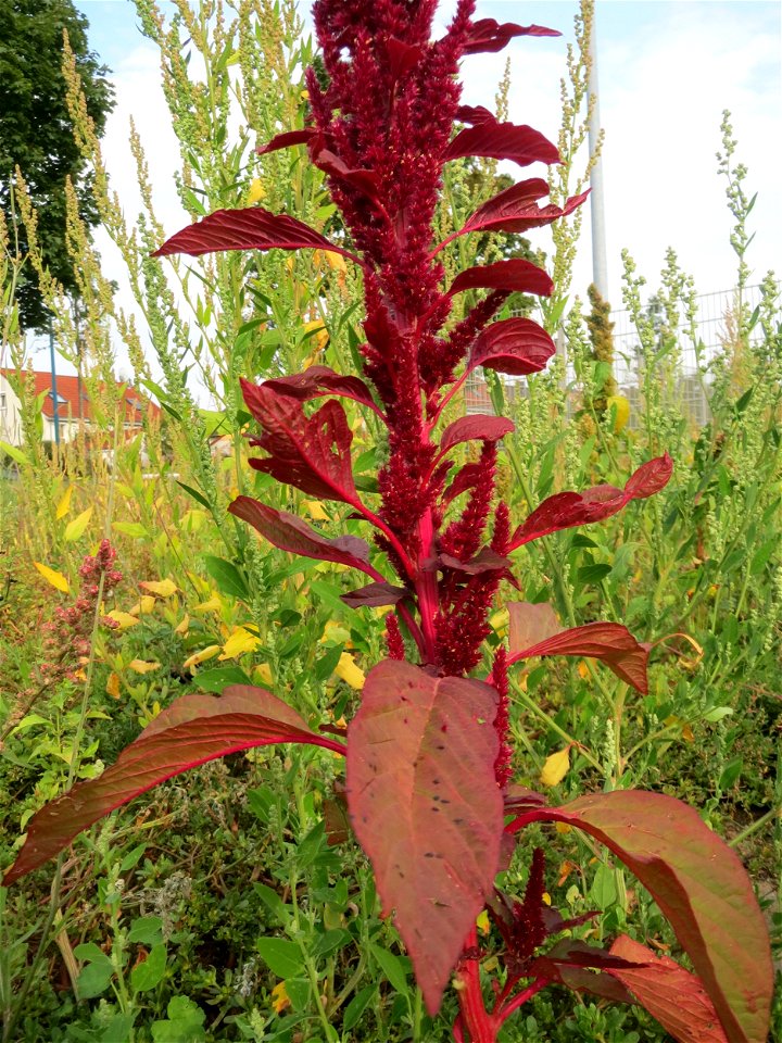 Verwilderter Rispen-Fuchsschwanz (Amaranthus cruentus) auf einer Brachfläche in Hockenheim - Ursprung: Südamerika