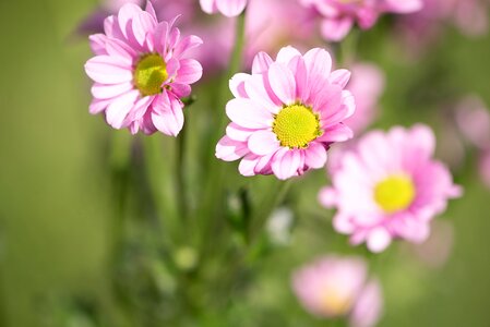 Pink flowers garden summer photo