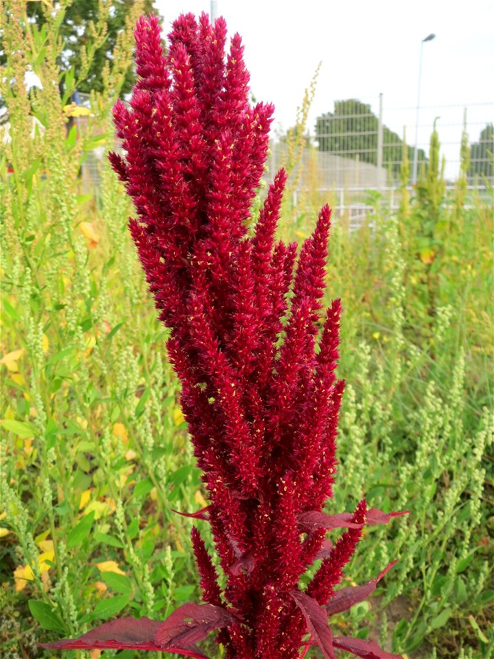 Verwilderter Rispen-Fuchsschwanz (Amaranthus cruentus) auf einer Brachfläche in Hockenheim - Ursprung: Südamerika
