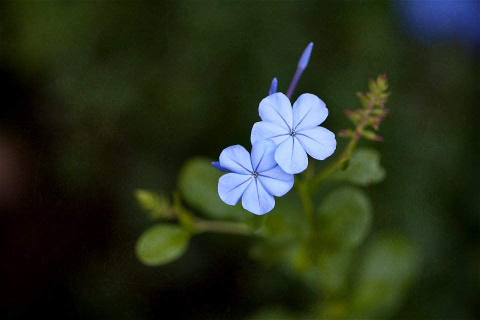 Greensboro Photographer Forget Me Not Photography
http://www.aforgetmenotmoment.com