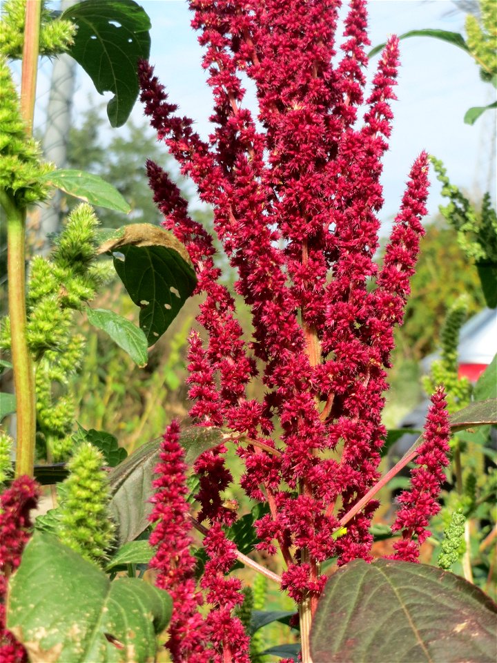 Verwilderter Rispen-Fuchsschwanz (Amaranthus cruentus) auf einer Ruderalfläche in Waghäusel - Ursprung: Südamerika