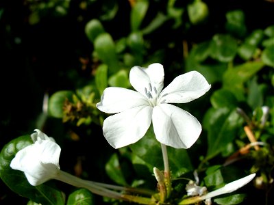 I am the originator of this photo. I hold the copyright. I release it to the public domain. This photo depicts a flower.