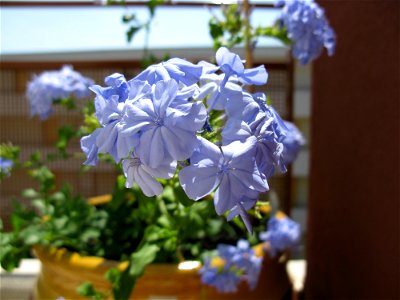 Plumbago