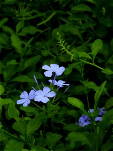 Foilage and flowers from Cape Leadwort (Plumbago auriculata). Fjärilshuset, Stockholm, Sweden.
