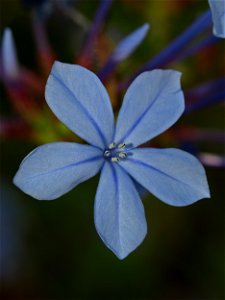 Plumbago auriculata