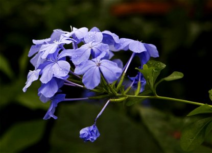 Cape Leadwort flowers (Plumbago auriculata). Fjärilshuset, Stockholm, Sweden.